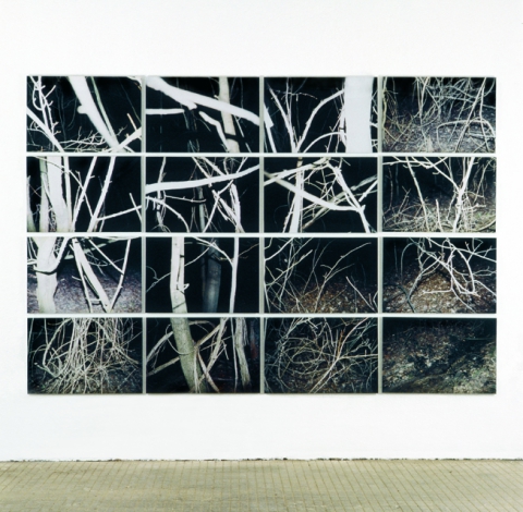 Wald, 16 colored photo prints, 2 x 3 m, Vienna, 2006